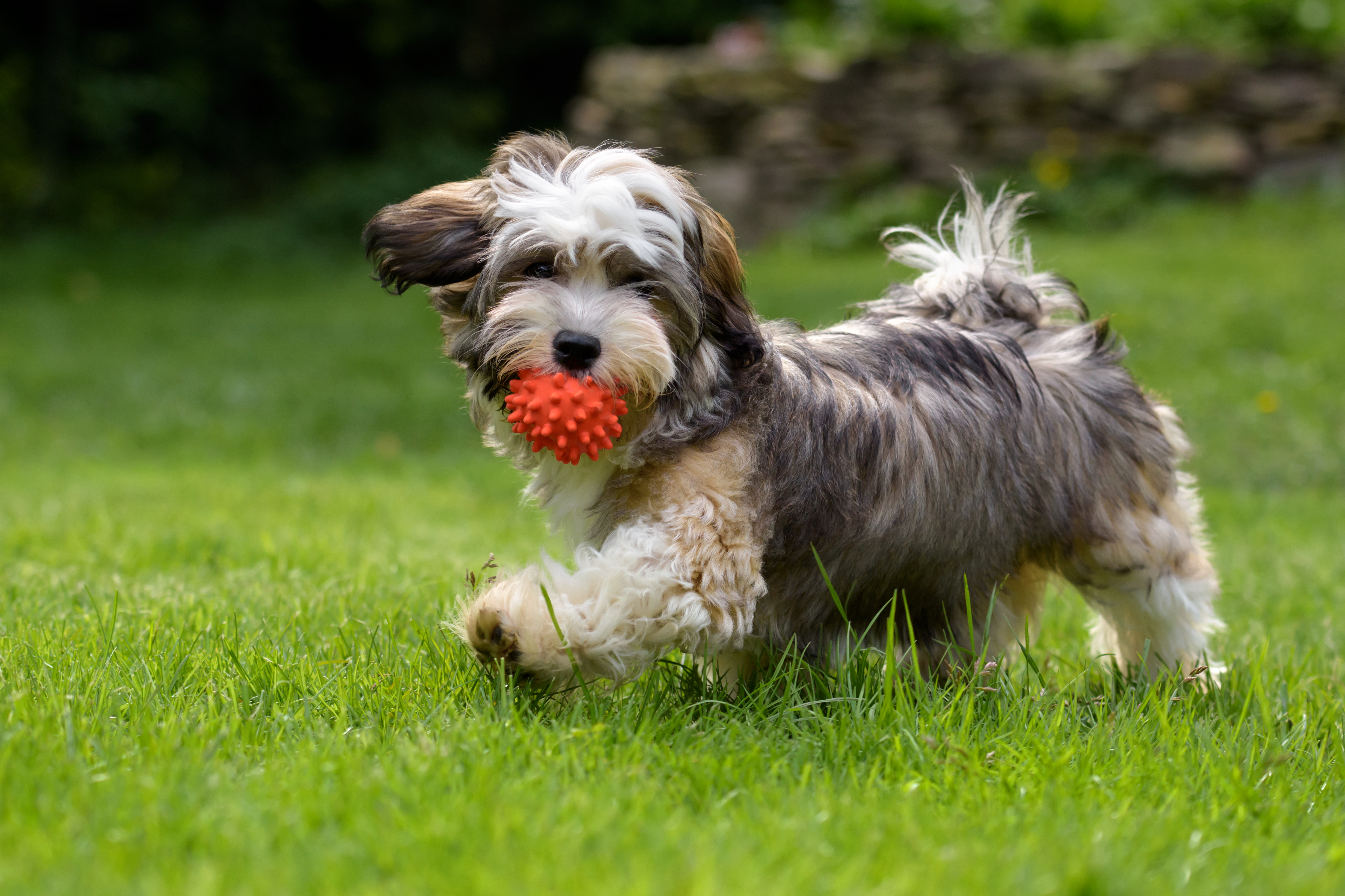 Playful havanese puppy dog walking with a red ball in his mouth in the grass and looking at camera