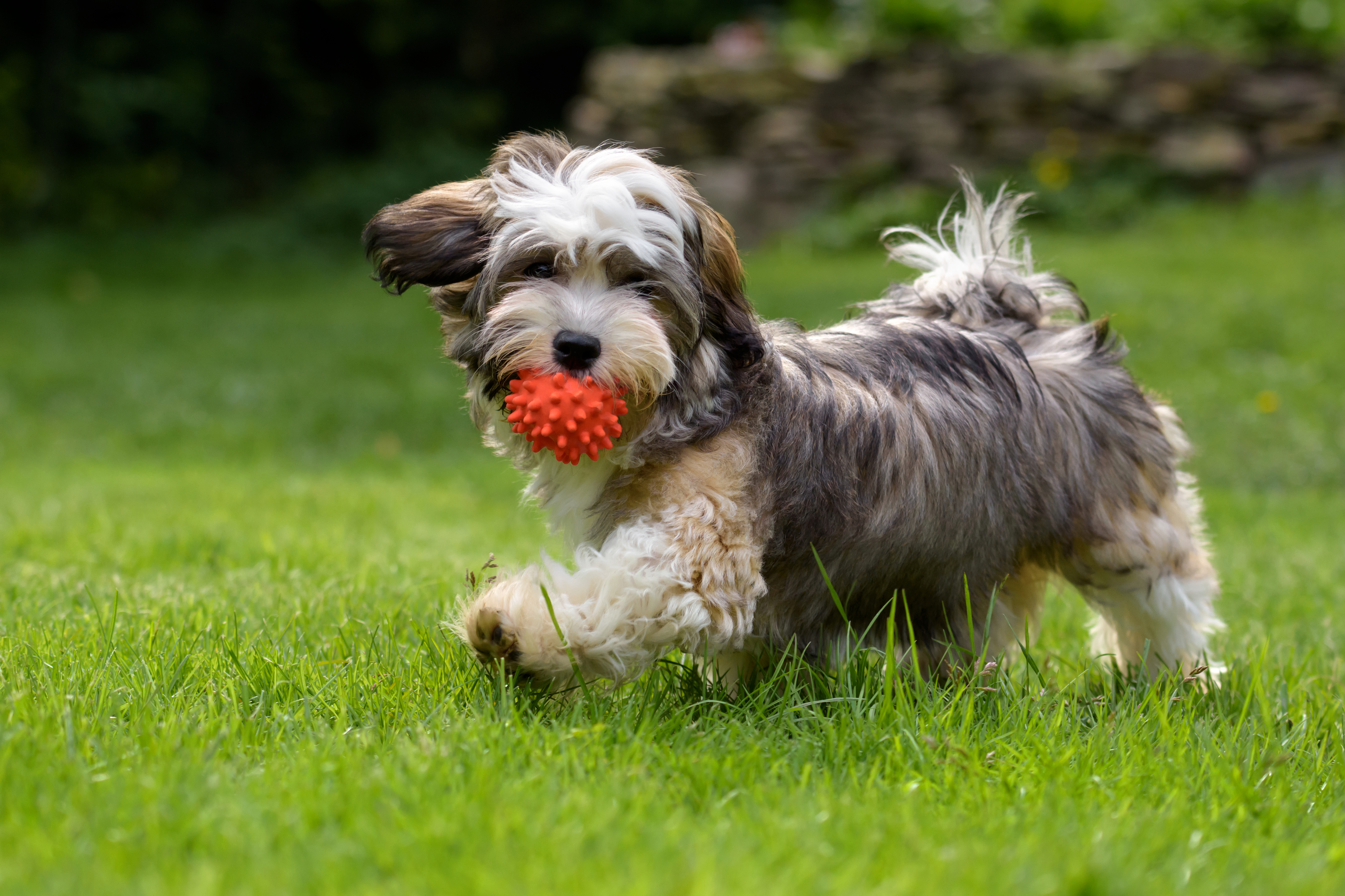 Home raised havanese store puppies