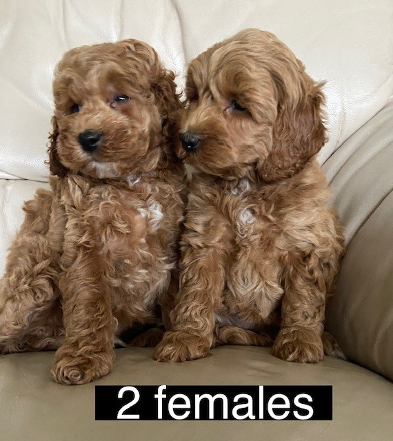 2-Females