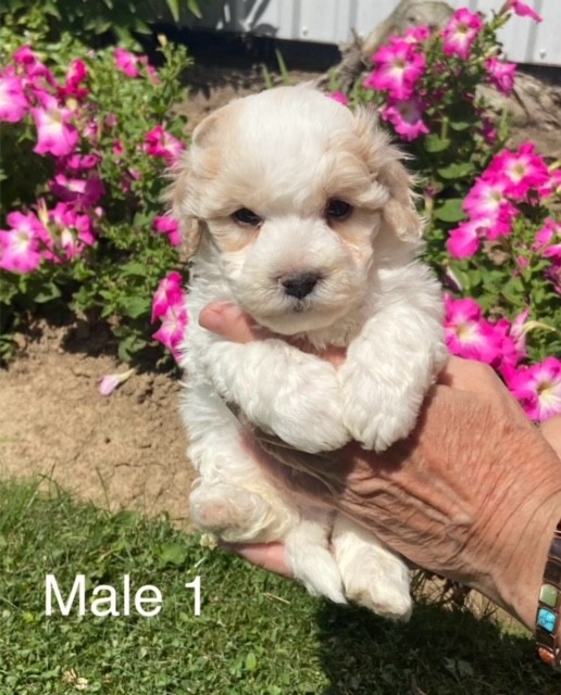 BP-Male-1-01