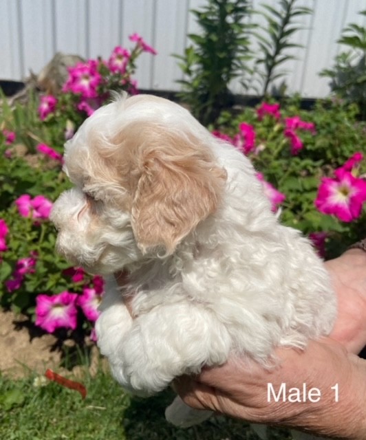 BP-Male-1-03
