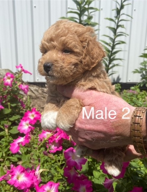 BP-Male-2-01