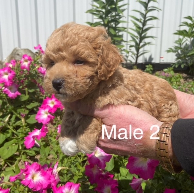BP-Male-2-02