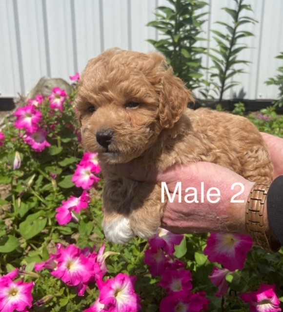 BP-Male-2-03