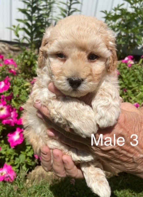 BP-Male-3-01