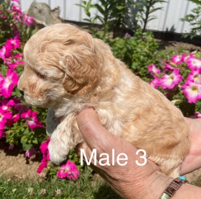 BP-Male-3-02