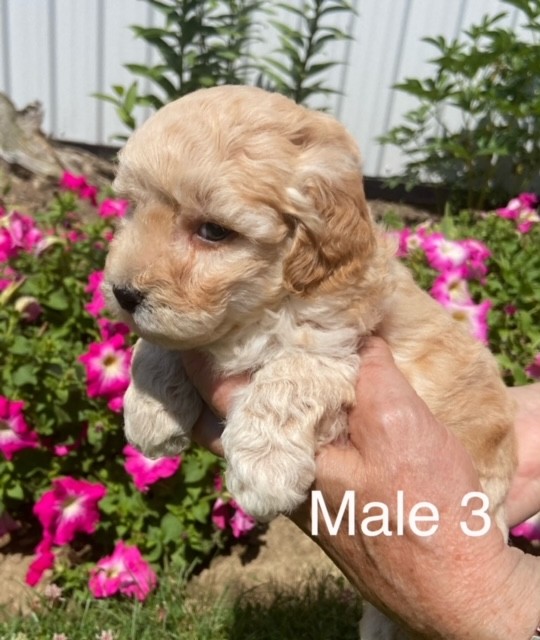BP-Male-3-03