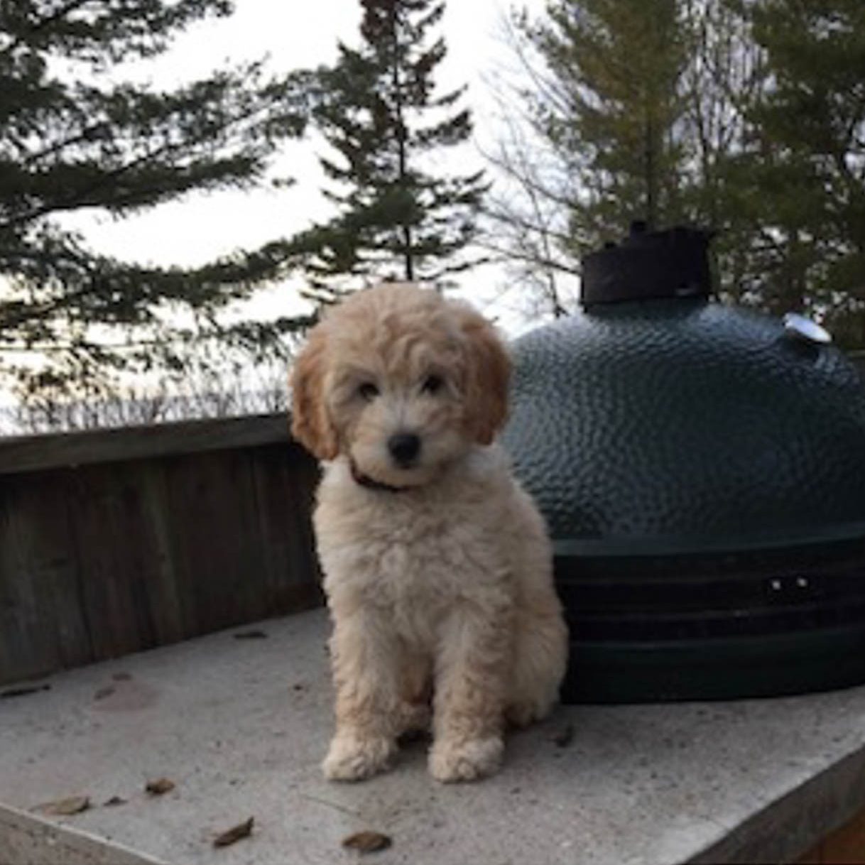 Female Cockapoo-2 Female Cockapoo-2